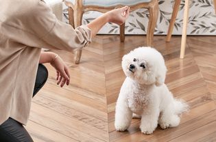 训练比雄犬坐姿