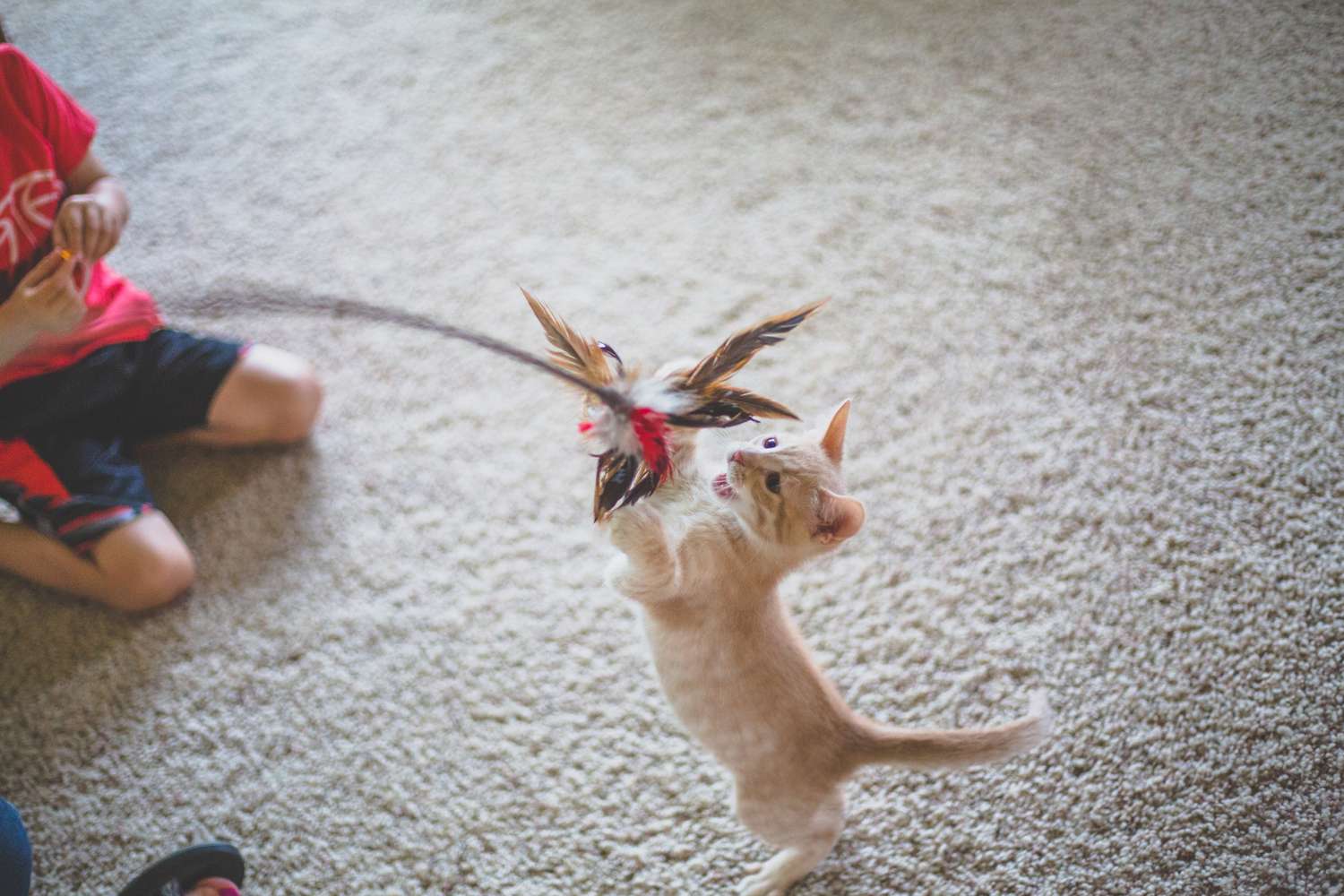 小猫抓猫玩具