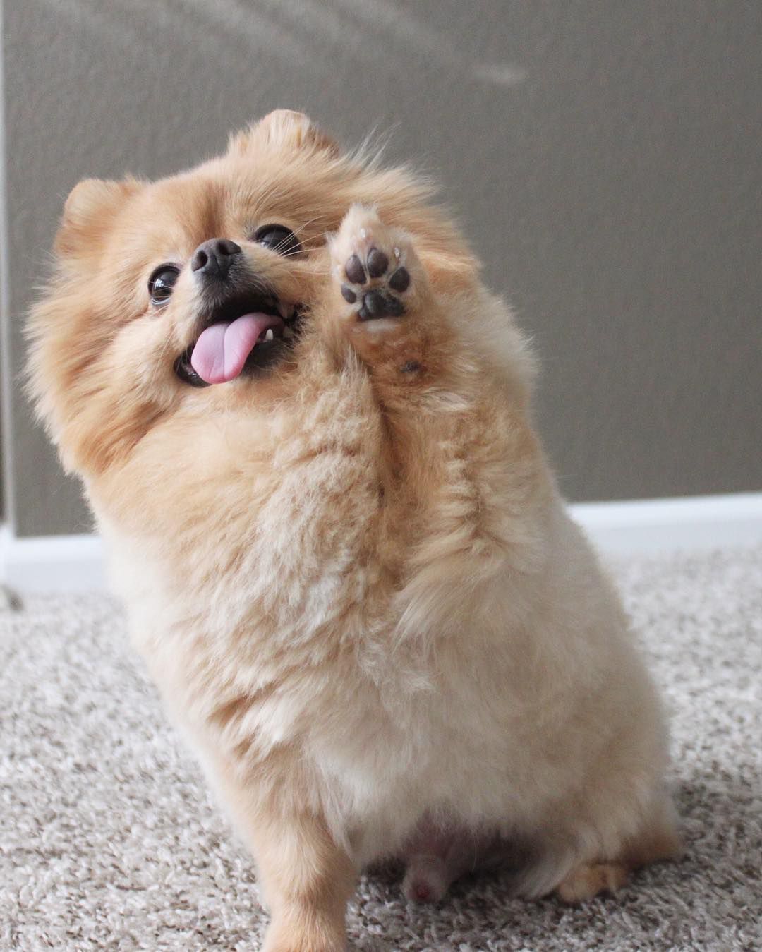 博美犬Chewie