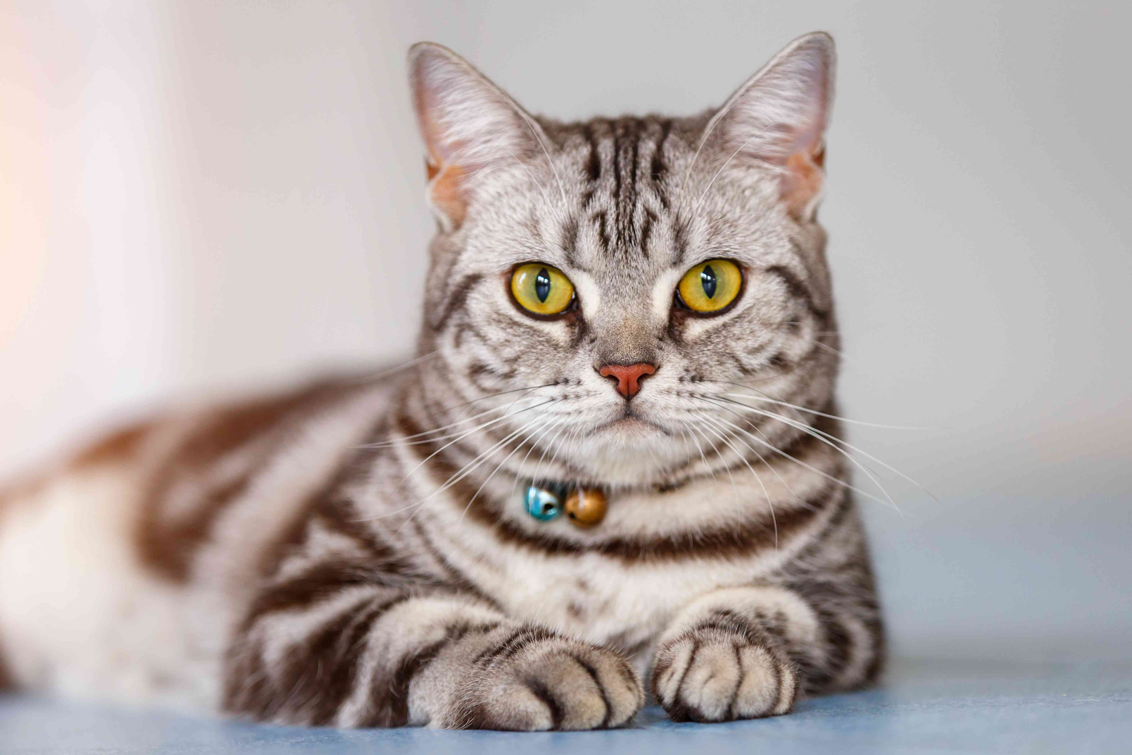 近距离观察房子里的美国短毛猫。