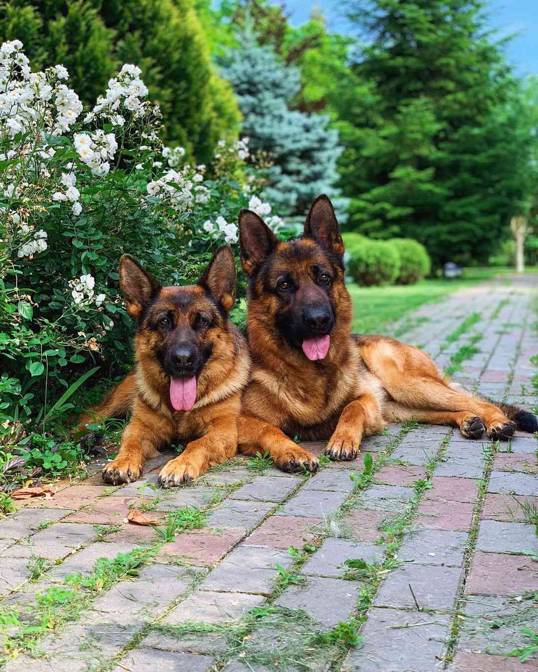 两只德国牧羊犬躺在花园里。