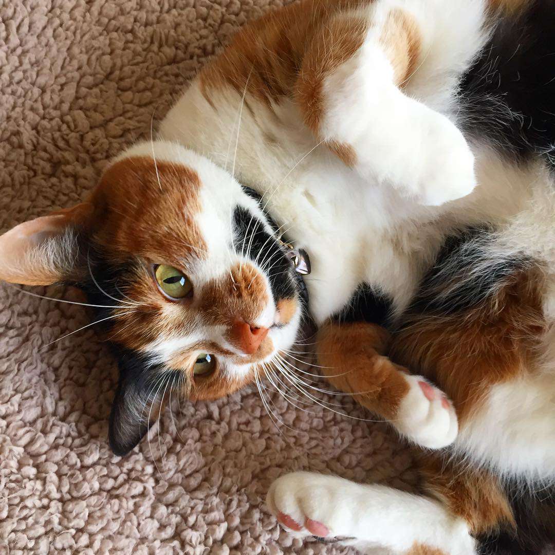 猫猫