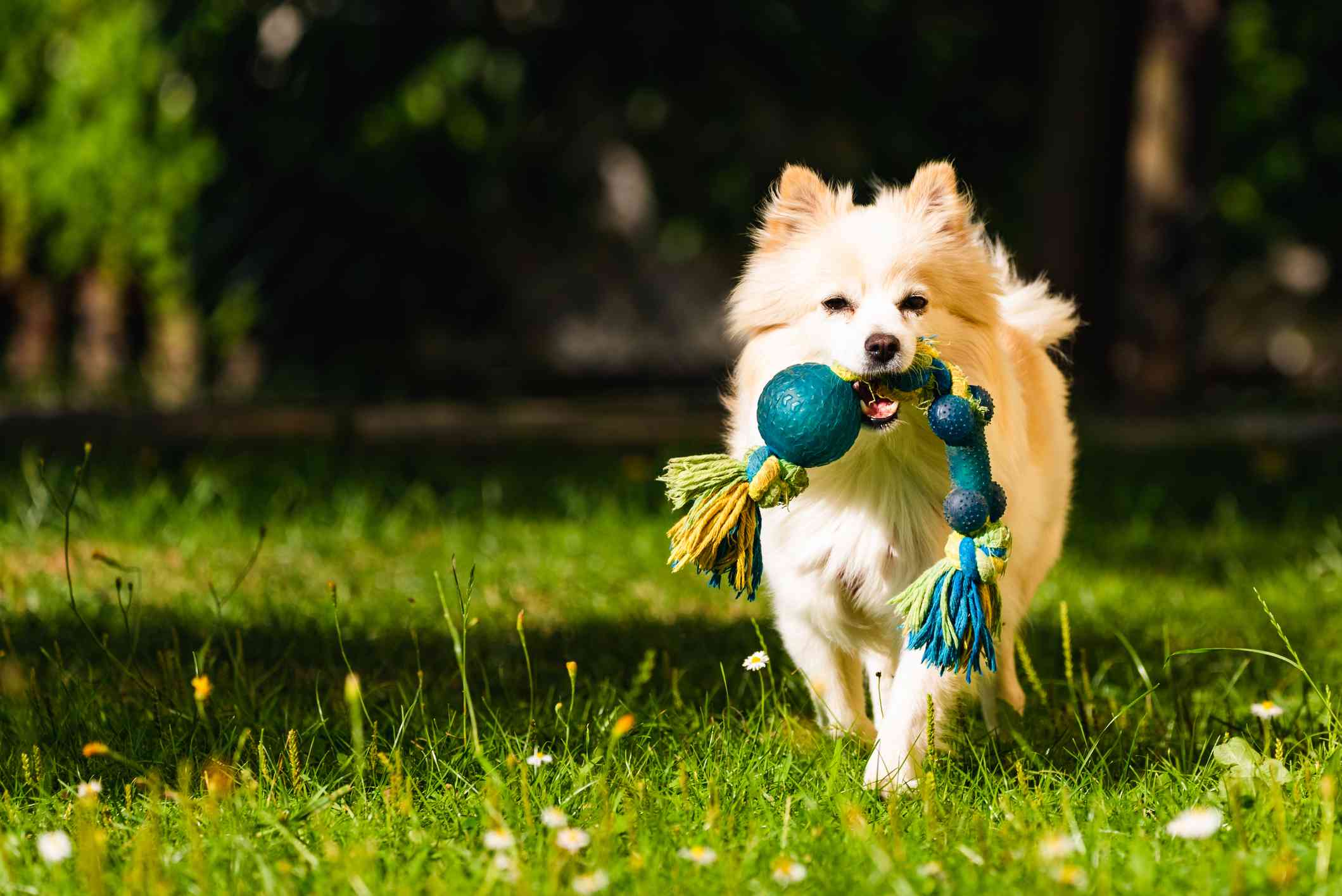 德国猎犬