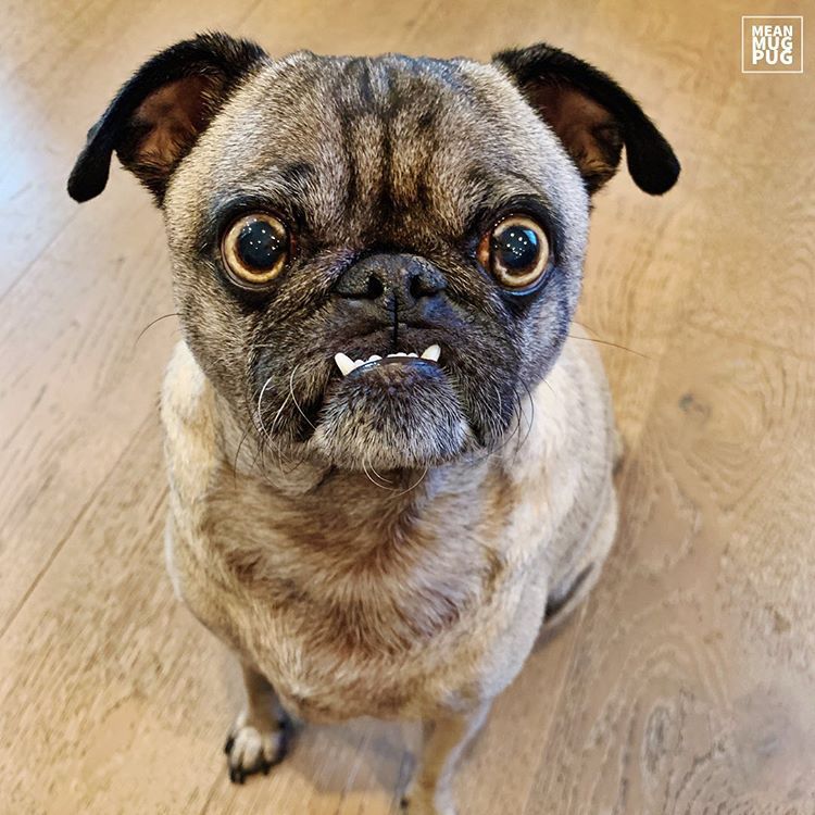 A tan pug with black ears and facial marks looking at the camera with wide eyes and an underbite.
