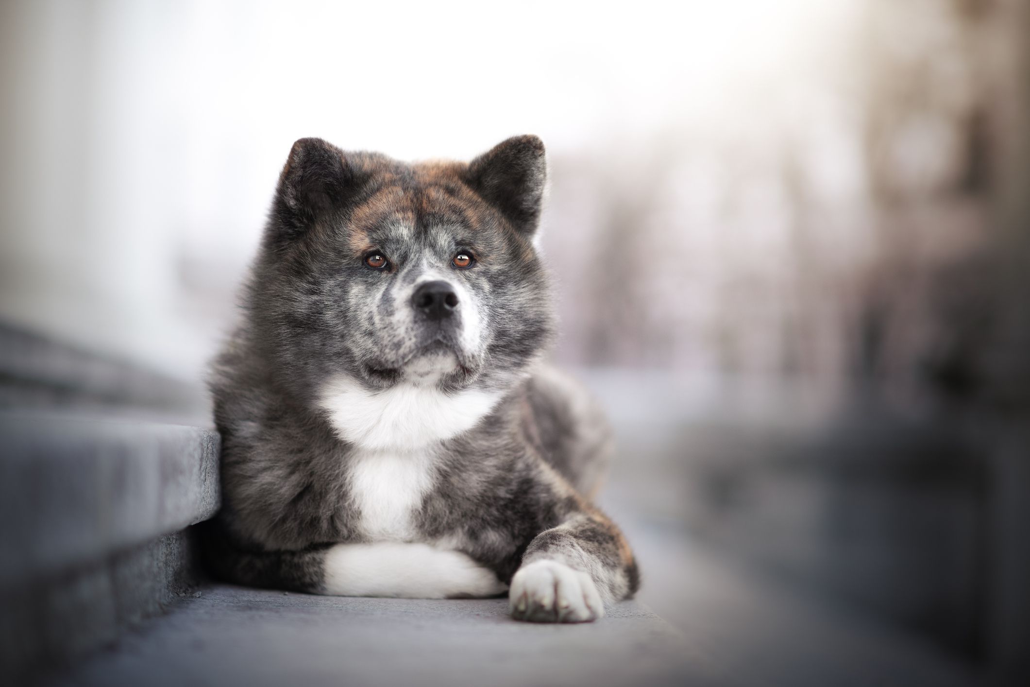 秋田犬