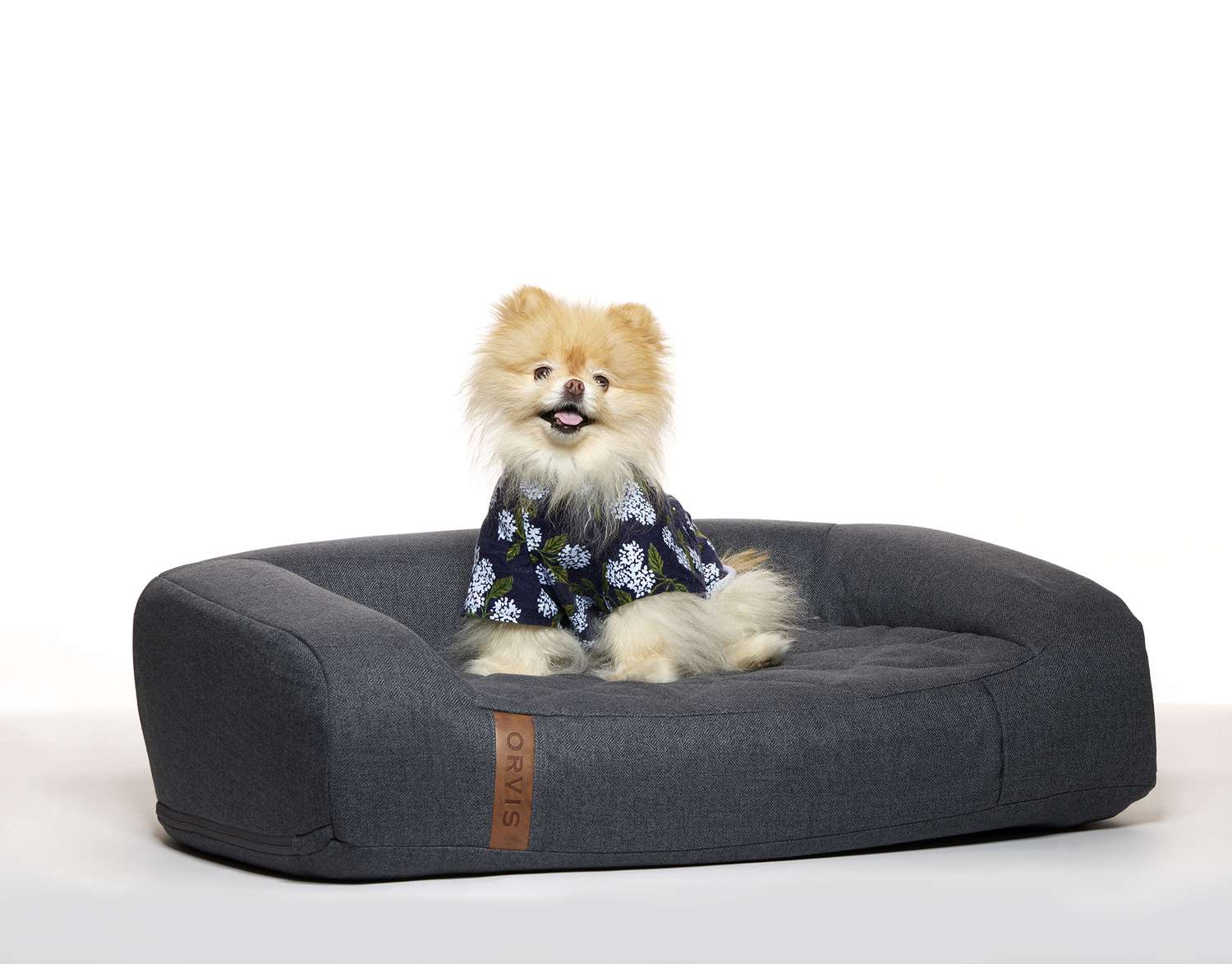 gidget in orvis recoveryzone dog bed