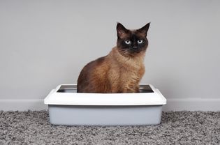 猫坐在猫砂盆里