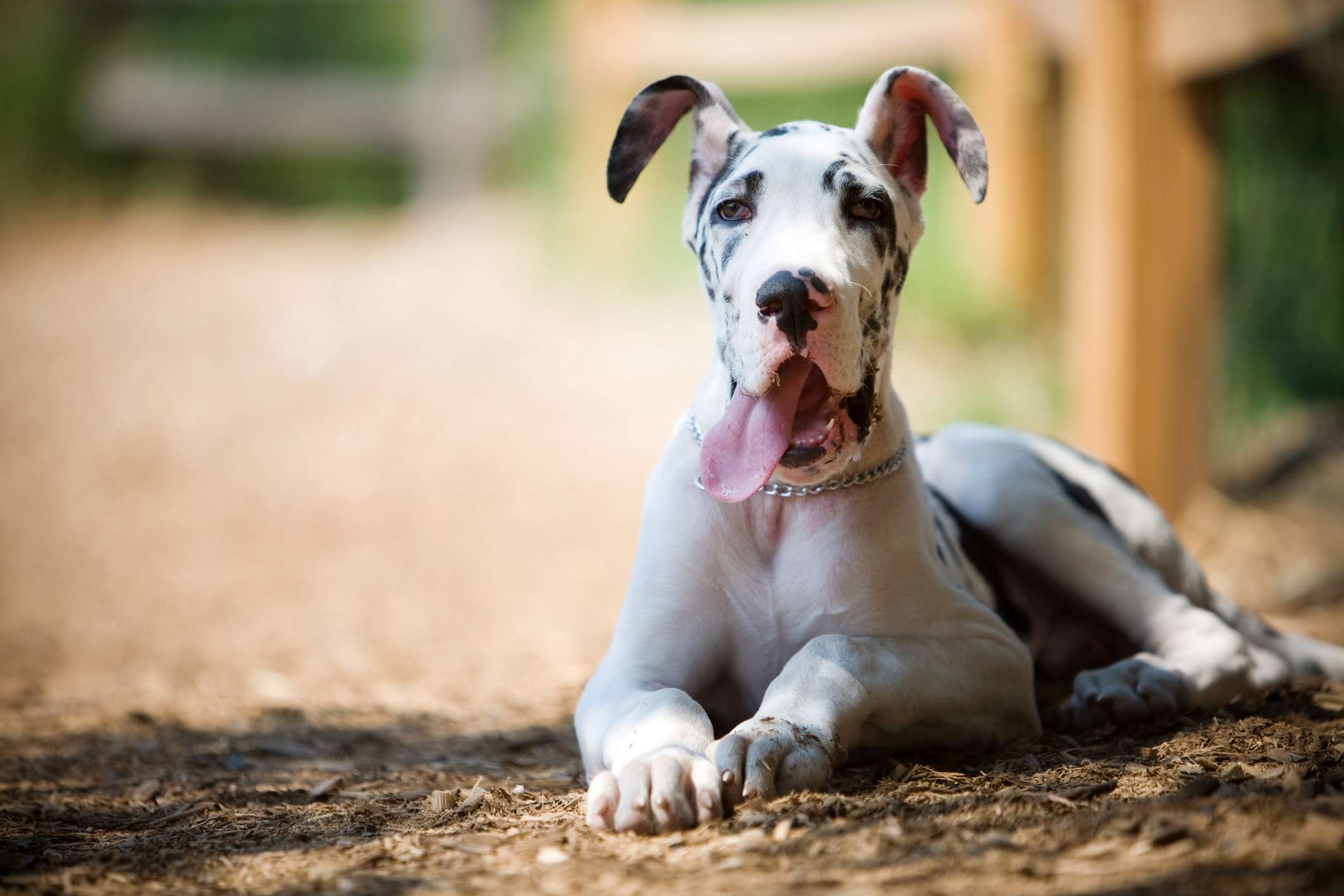 一只大丹犬在户外