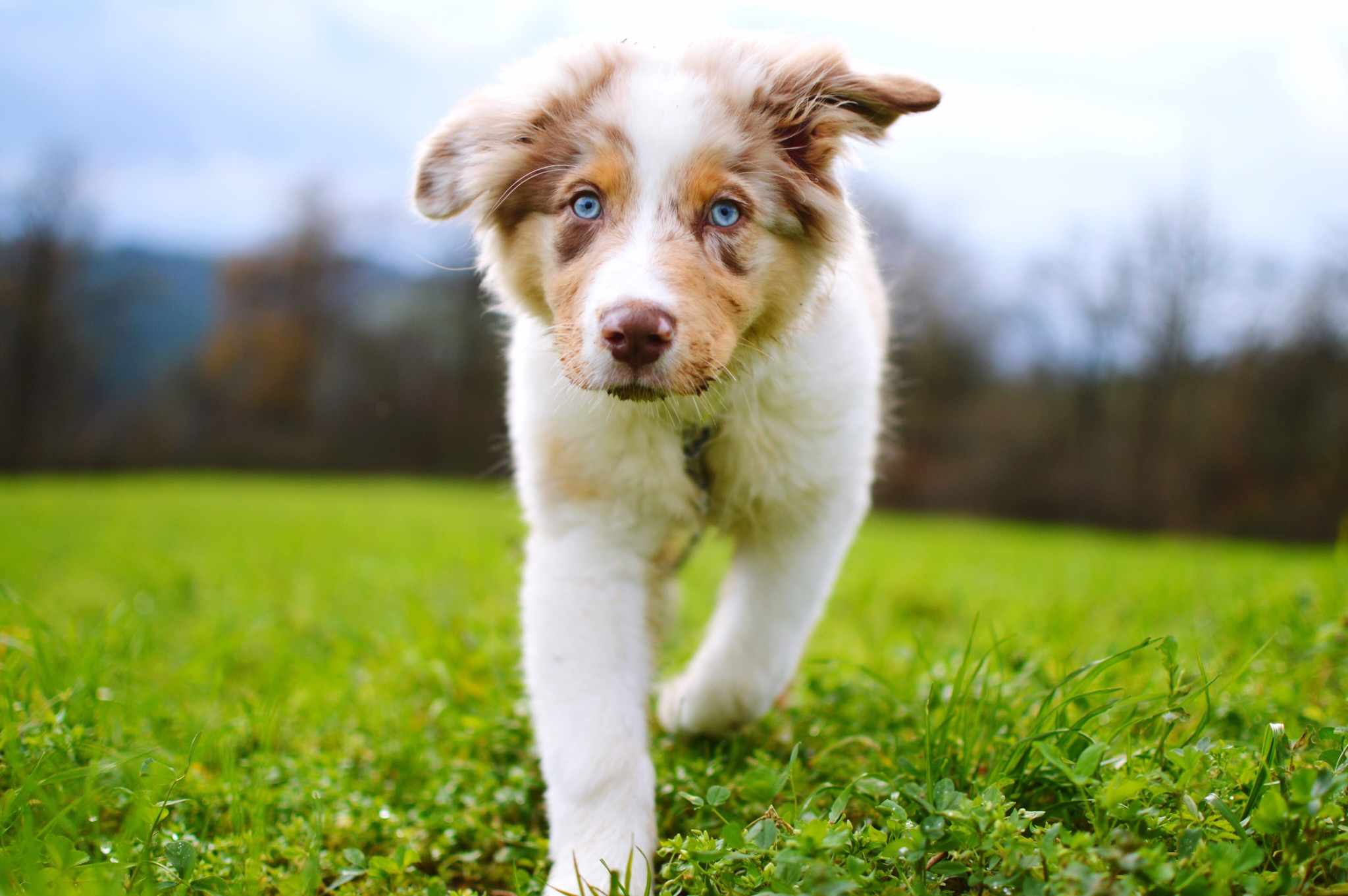 澳大利亚牧羊犬小狗在草地上的肖像