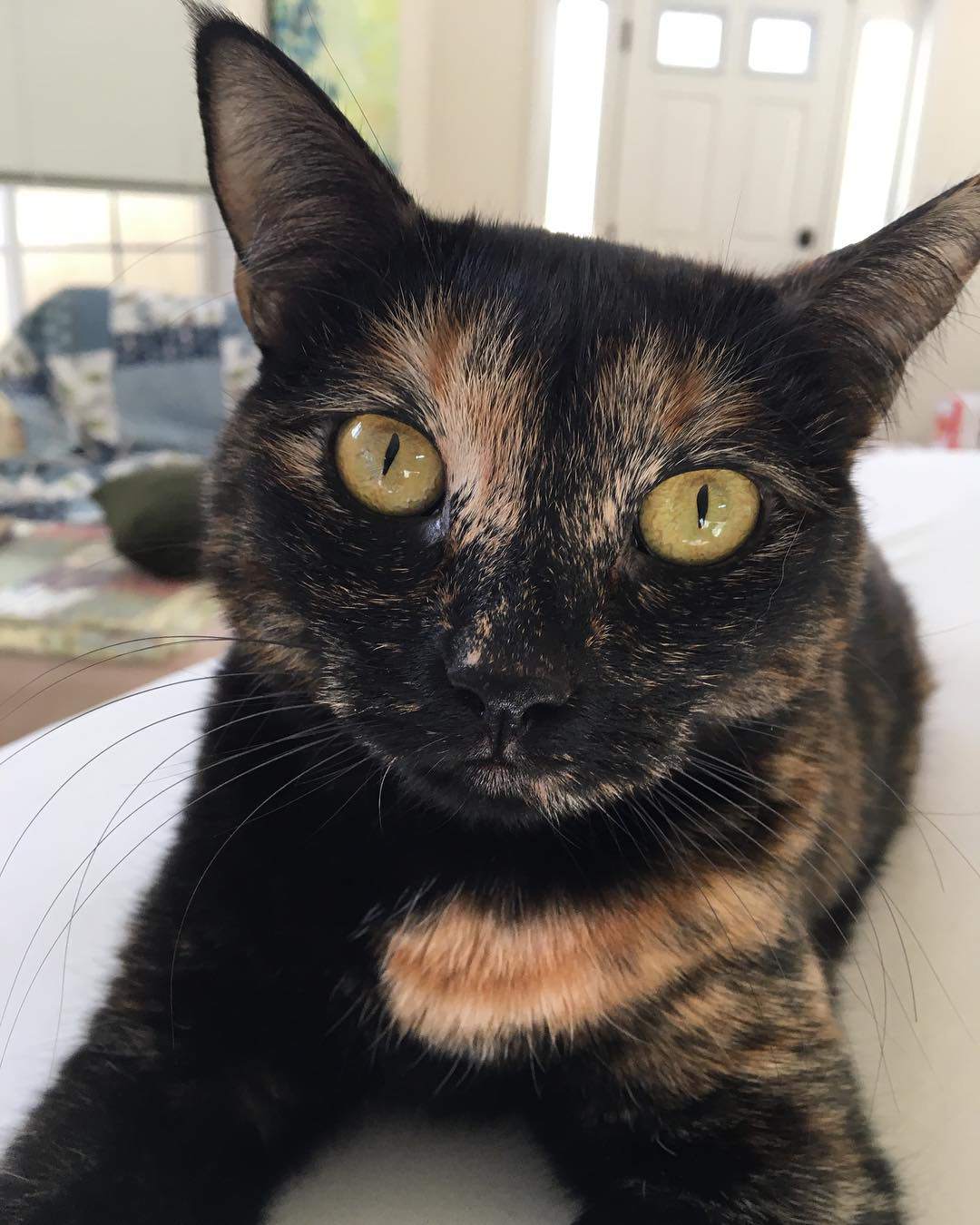 黑色玳瑁猫盯着相机。