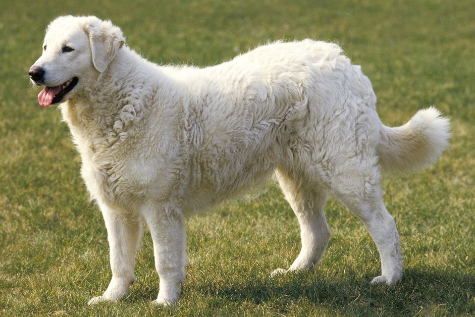 Kuvasz (Kuv)的站立侧轮廓