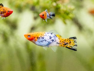 水族馆中游动着橙色和白色的黑斑鱼