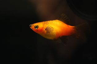 扁平状的鱼