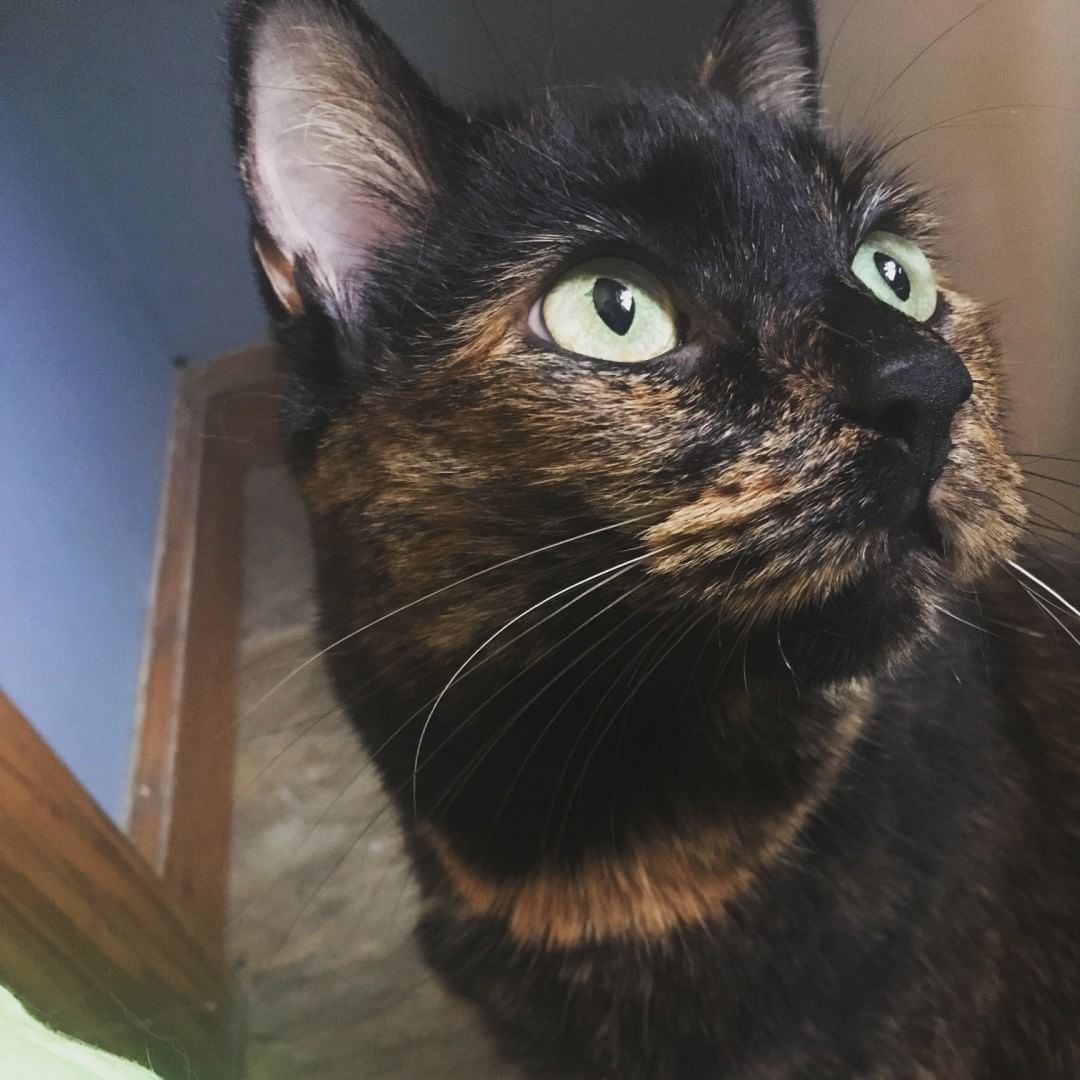 玳瑁猫的脸向上看的特写。