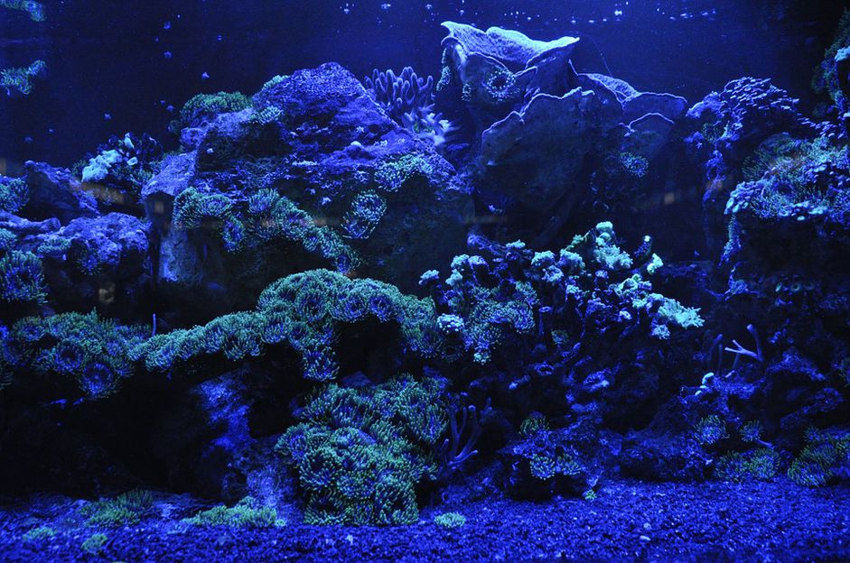 带LED照明的水族馆