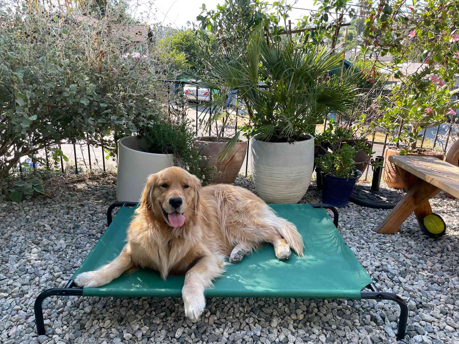 AmazonBasics Cooling Elevated Pet Bed