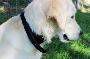 Wolfwill无电击犬训练项圈