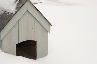 在雪地里的狗