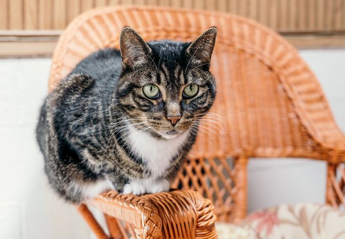 棕、黑、白混血猫坐在藤椅上