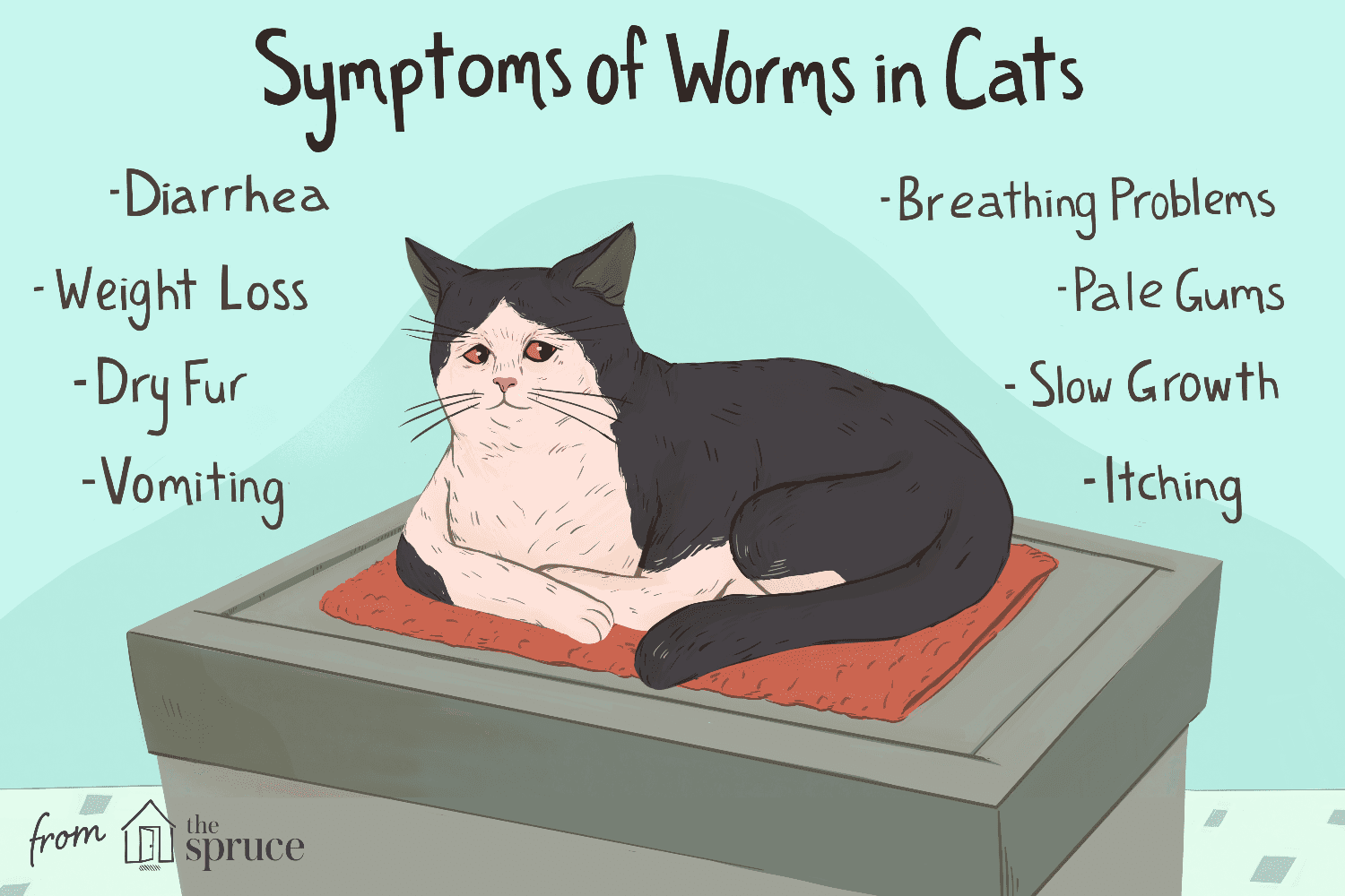 猫的蠕虫症状