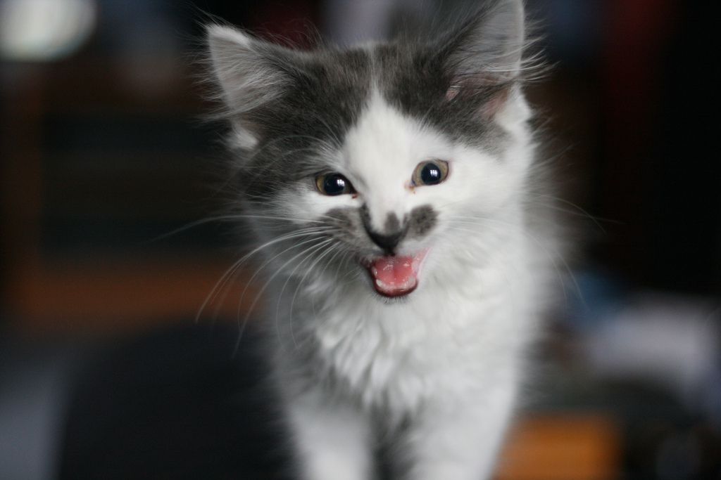 小猫喵喵