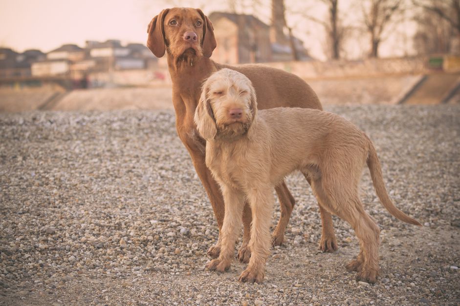 wirehaired vizsla mother and pup