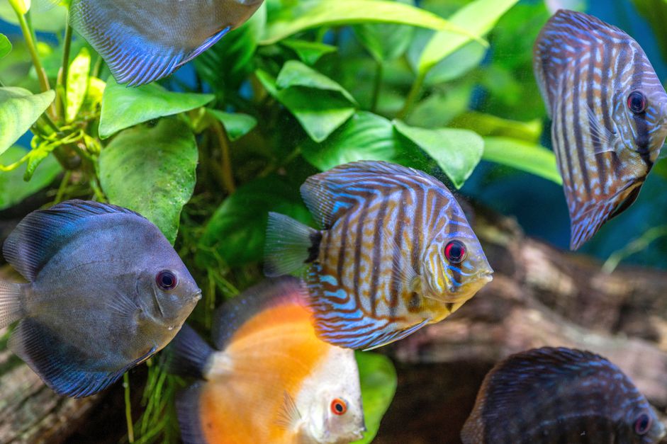 水族馆有蓝色，橙色和蓝色条纹的鱼游泳在水下的叶子