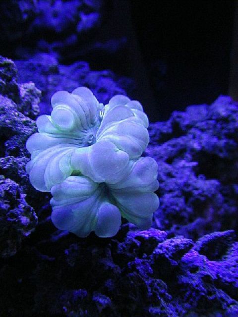 狐狸(Nemenzophyllia turbida)珊瑚