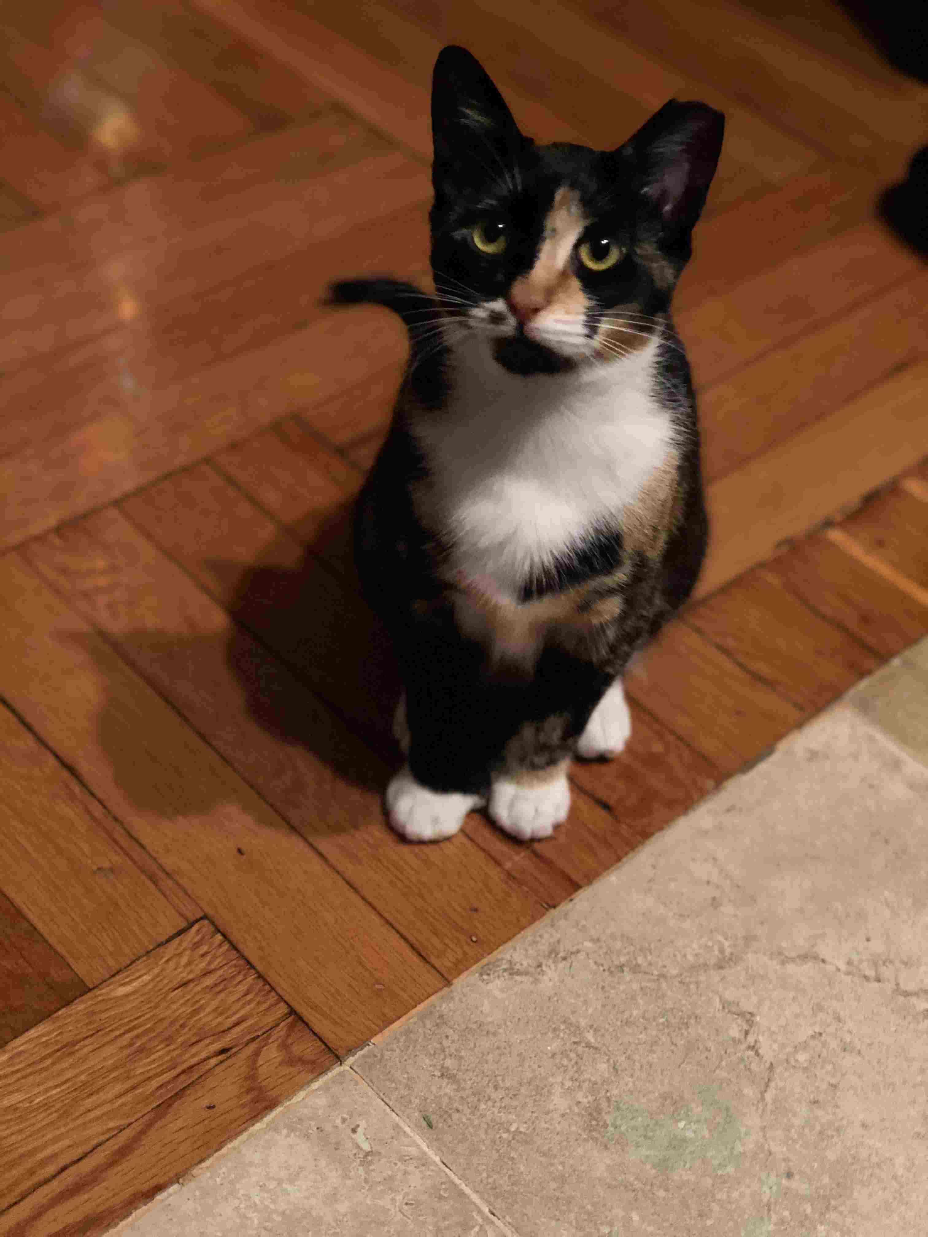 Polydactyl杂色猫