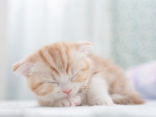 小猫睡觉