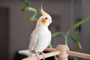 白色白色的白色白色和黄色的黄色木鸟，在牙齿上