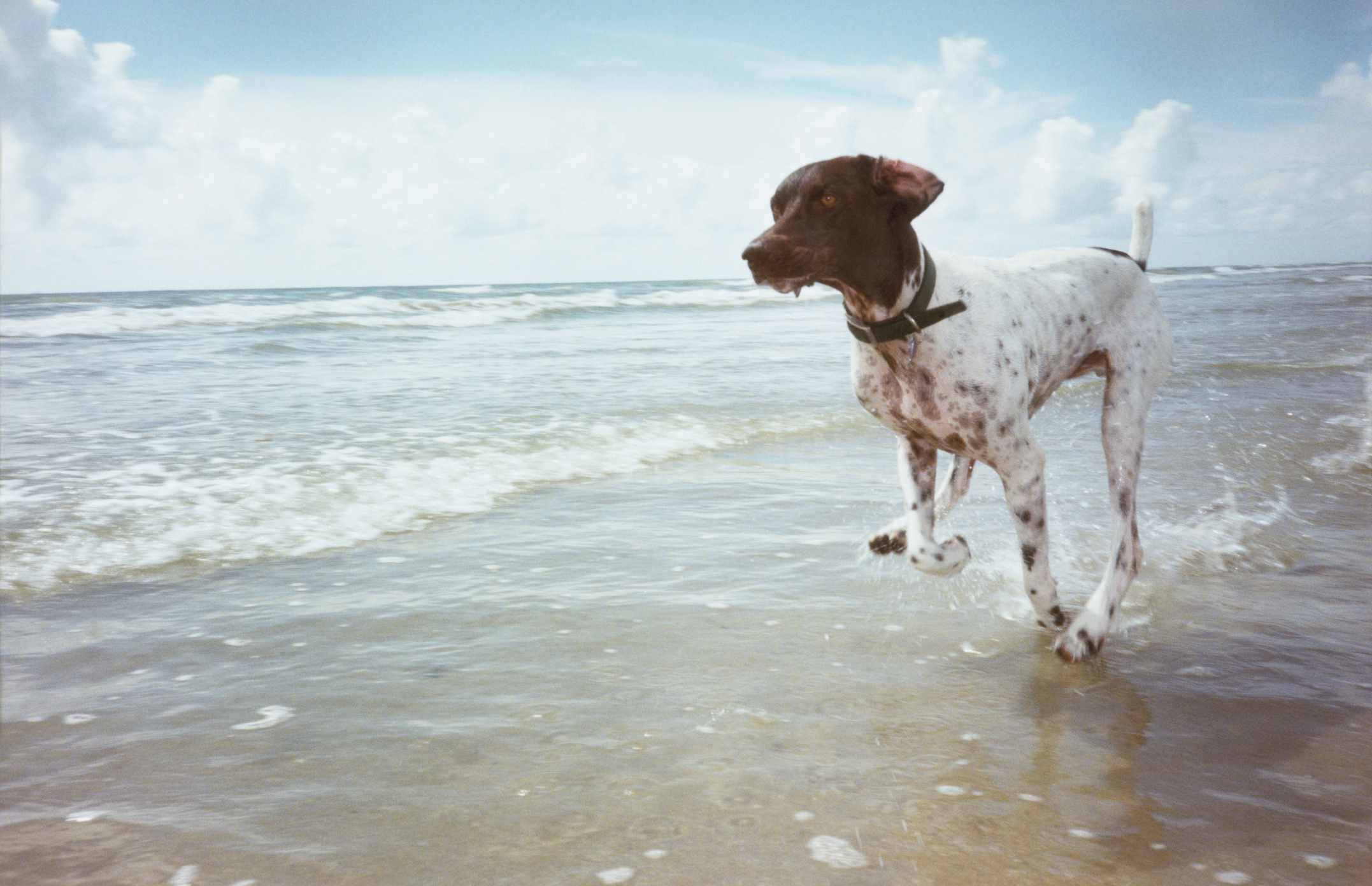 一只德国短毛猎犬在海滩上的海浪中奔跑