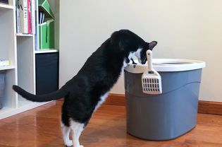 IRIS顶级入口猫砂盒