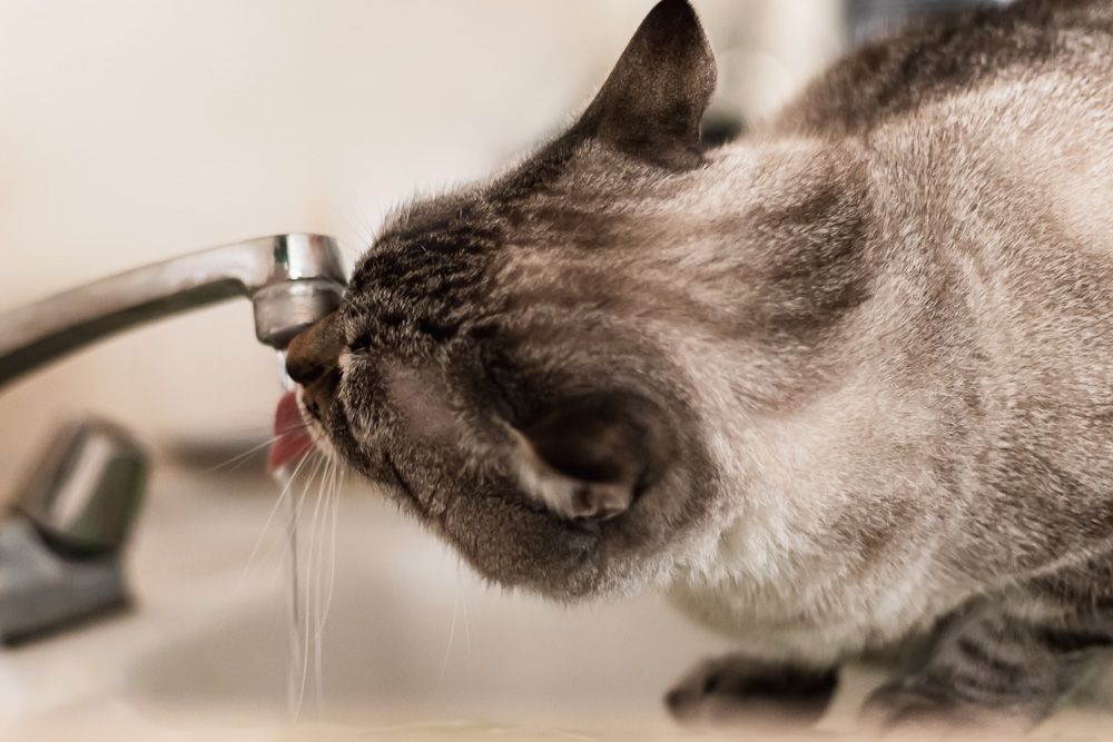 一只猫正在从水槽水龙头喝水