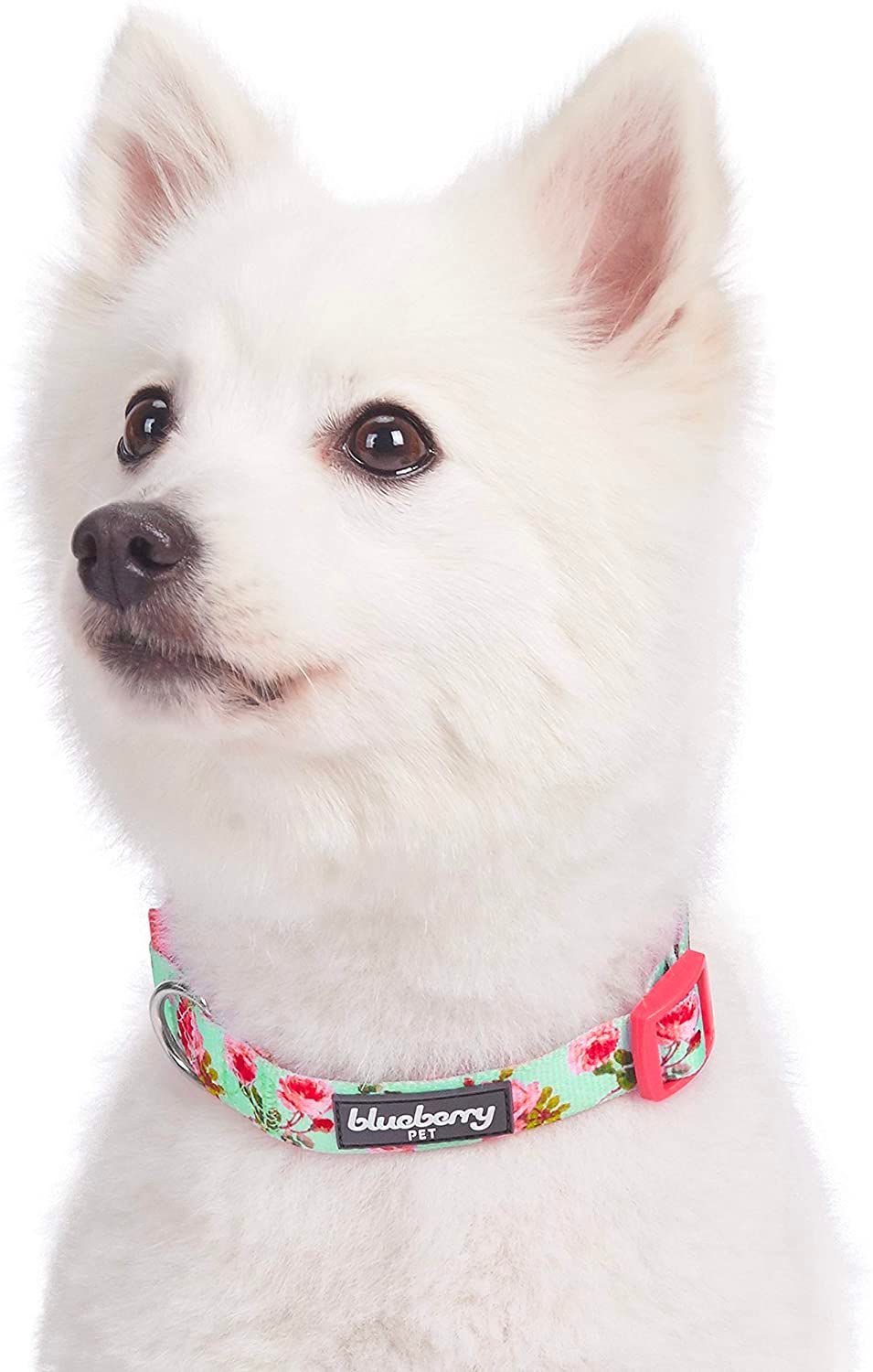 蓝莓玫瑰玫瑰玫瑰的婴儿