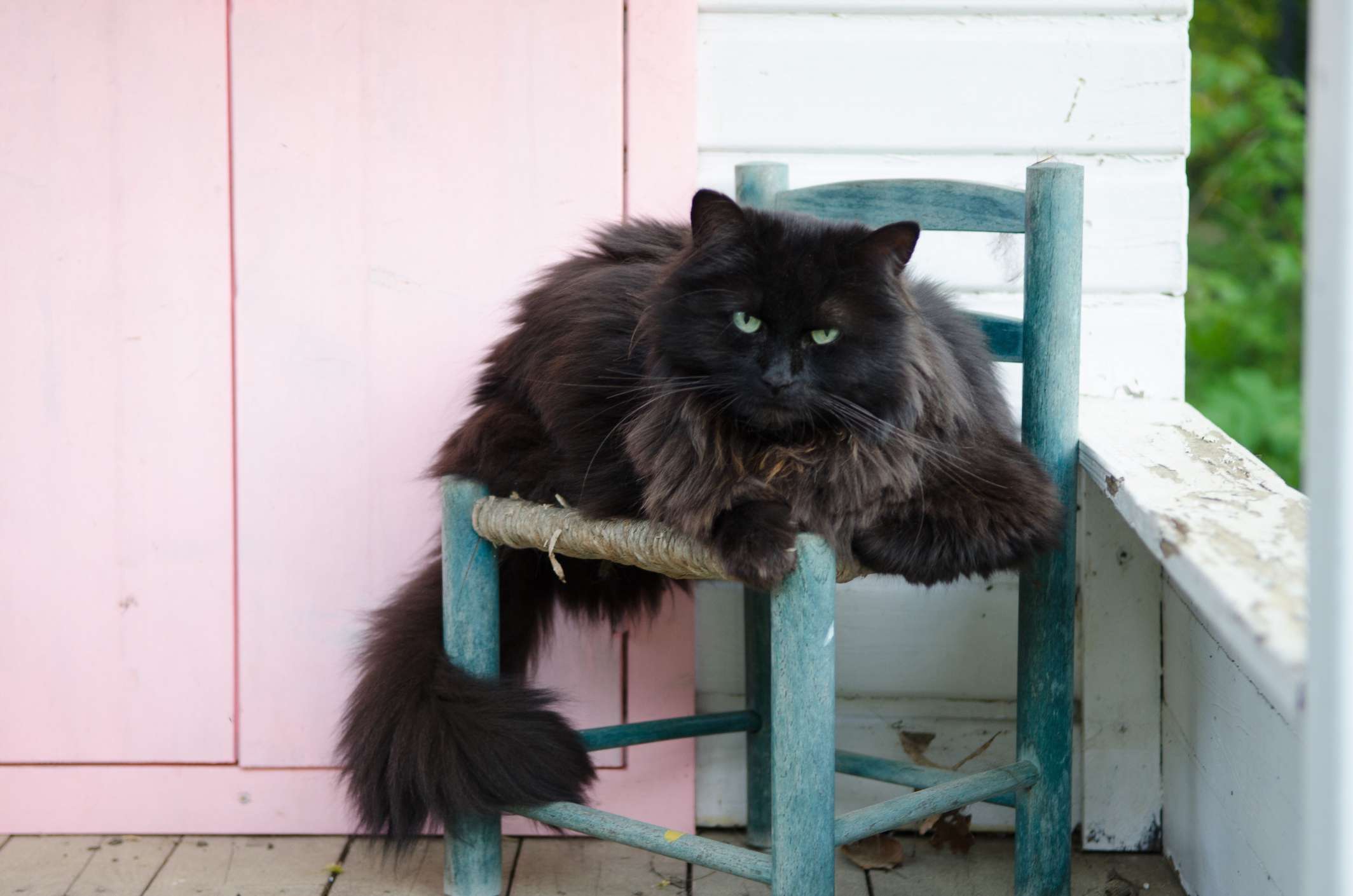 黑猫坐在椅子上