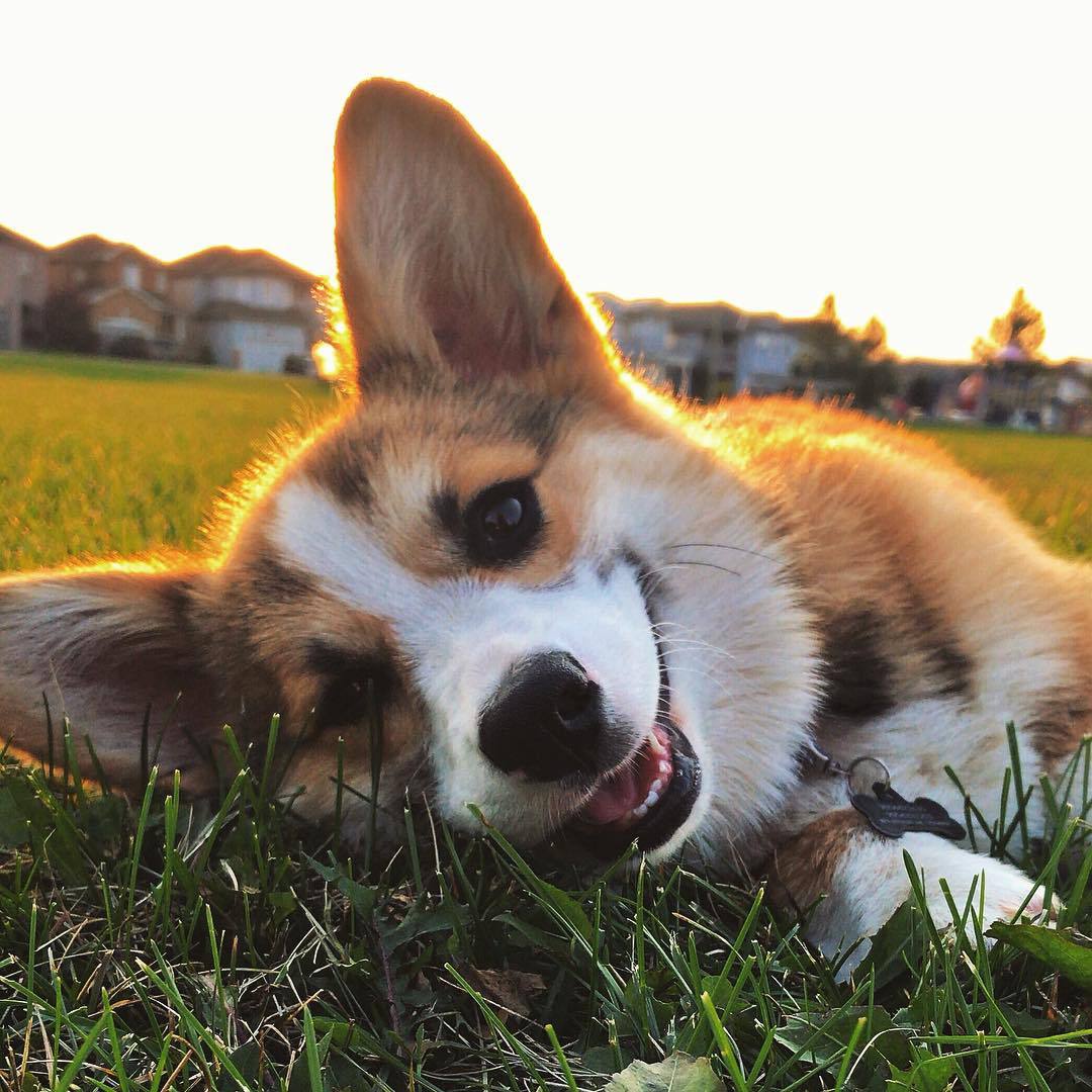 一只柯基犬看着镜头微笑。
