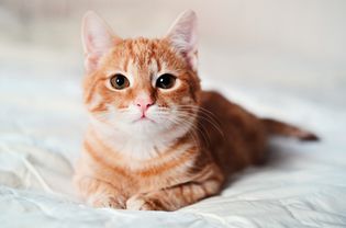 短毛姜色虎斑猫悠闲地坐在沙发上