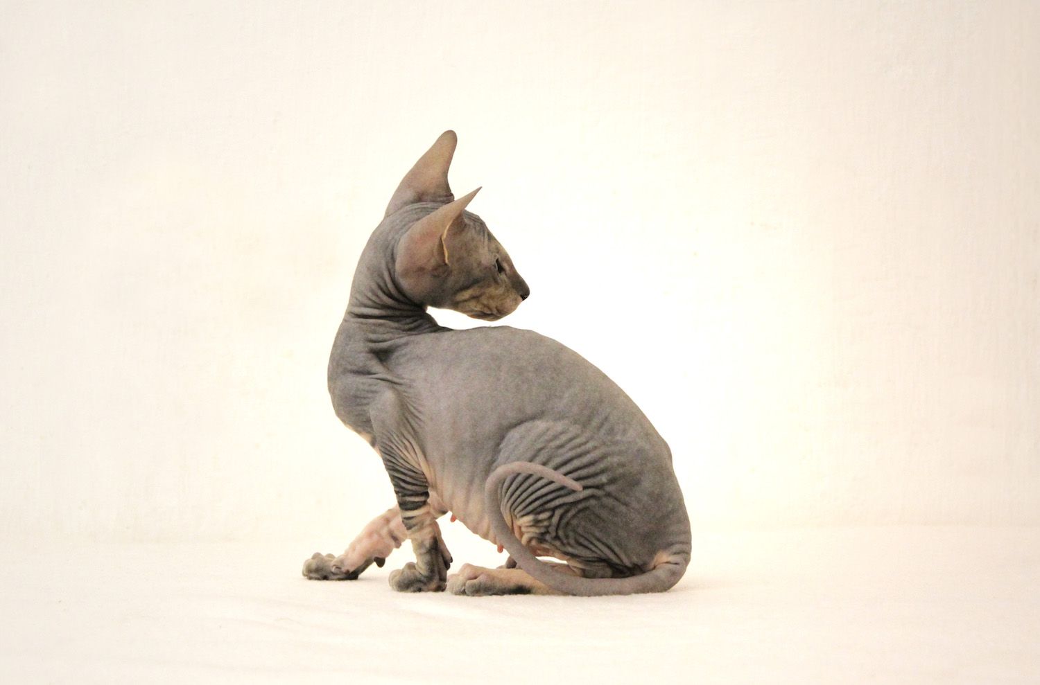 peterbald猫
