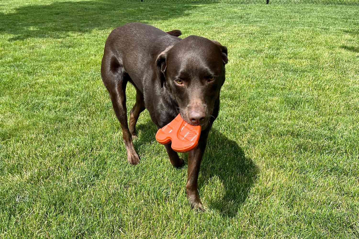 牛lymake Steak Dog Toy in a dog's mouth