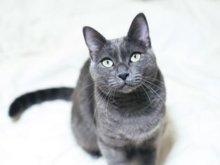 可爱的猫在蓝猫旁边坐着