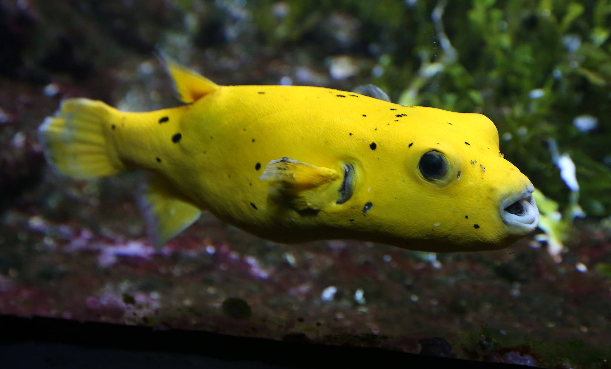 Perlhuhn-Kugelfisch (Arothron meleagris)， Tierpark Hellabrunn, München