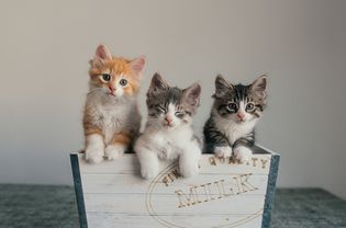 为小猫找家