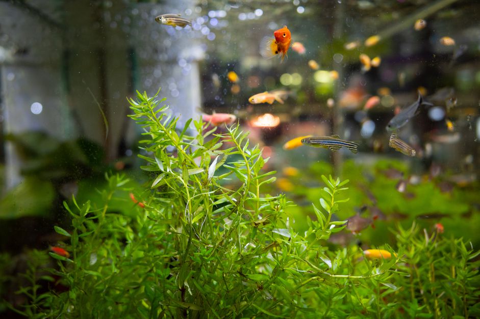 小型植物植物的景观