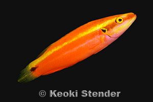 日出濑鱼(Bodianus sanguineus)