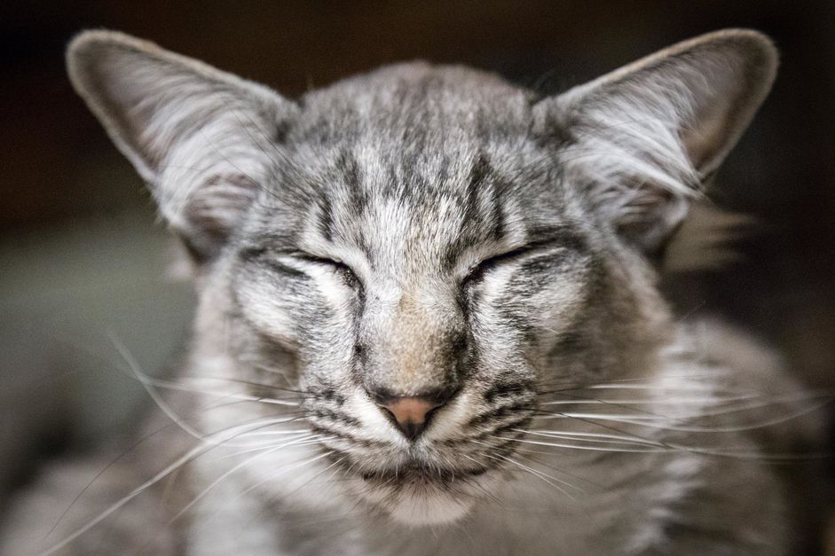 东方长毛猫的猫