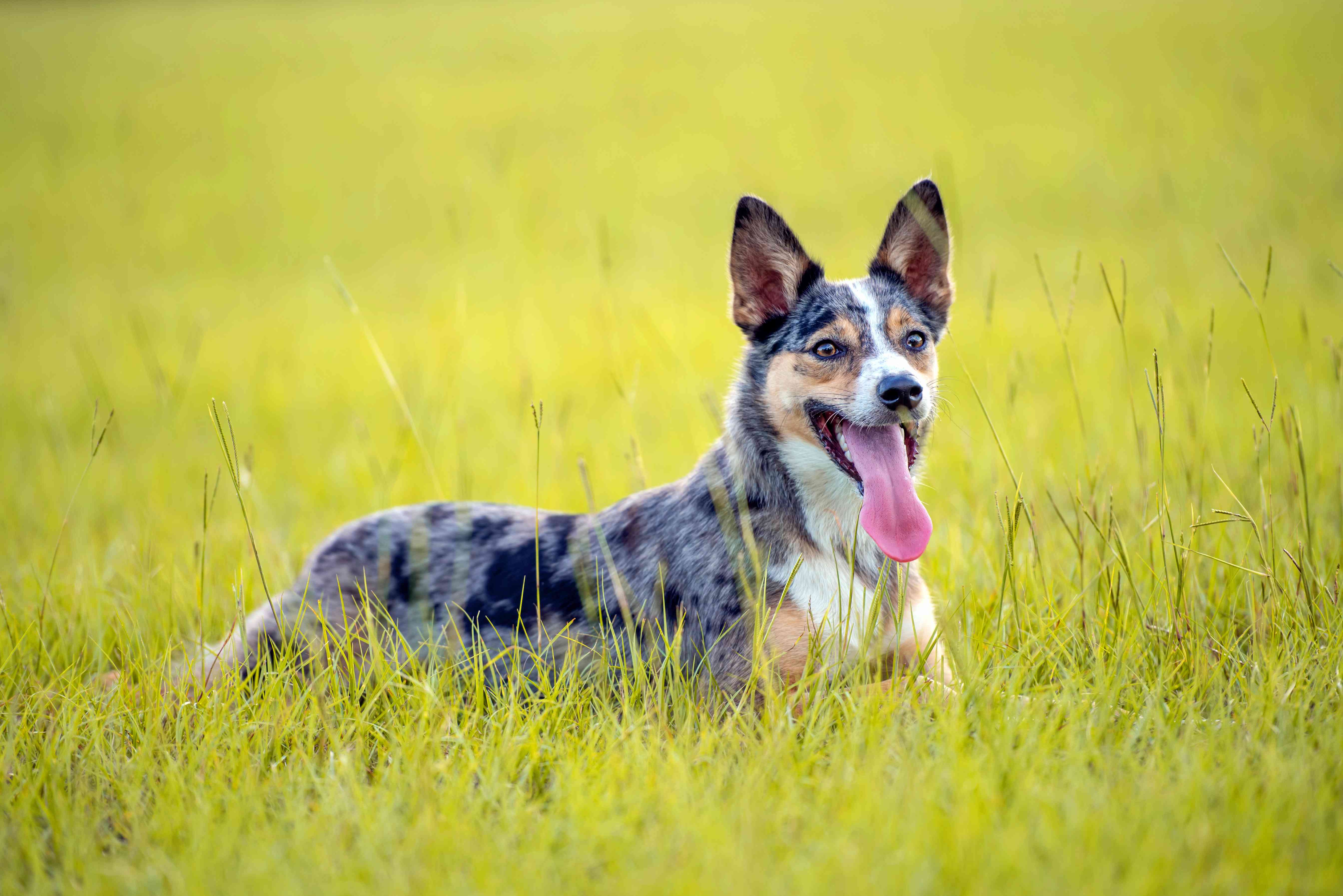 澳大利亚库利犬在田野里跑着一个圆盘