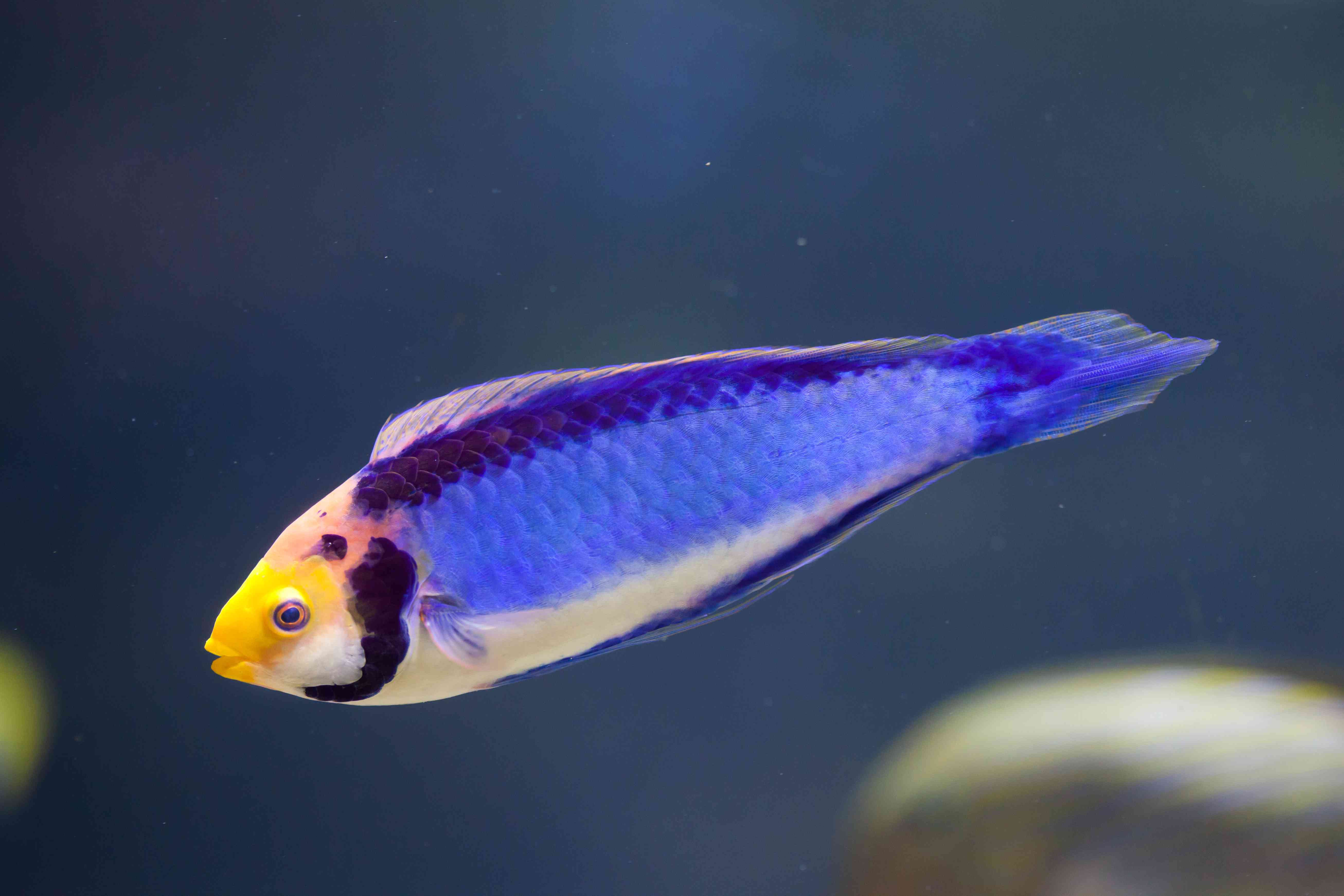 红眼濑鱼(Cirrhilabrus solorensis)