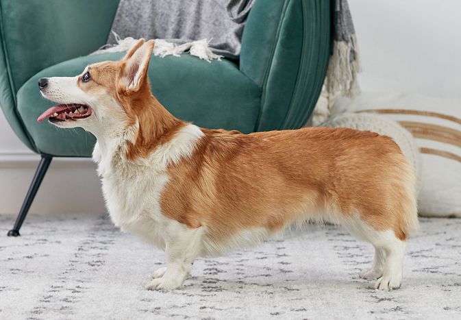 彭布罗克威尔士柯基犬站在室内侧面