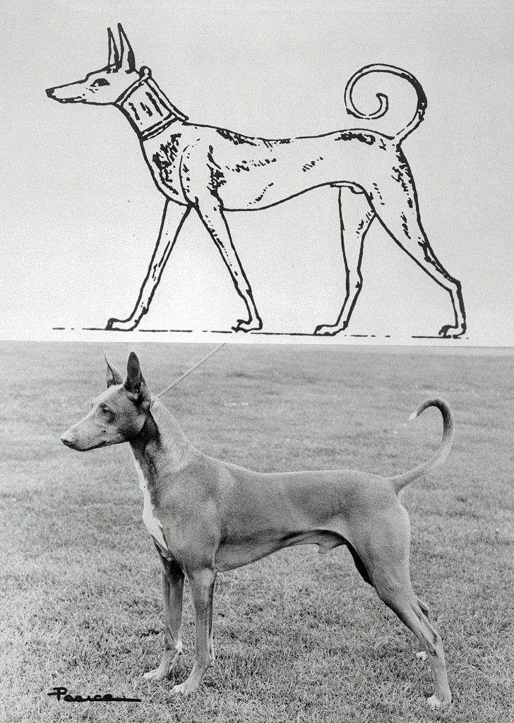 法老王猎犬